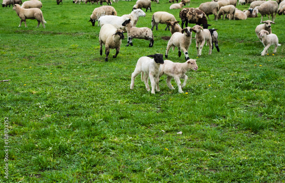 Obraz premium Glückliche Schafe