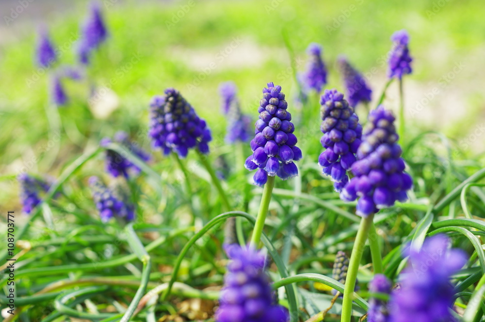 ムスカリの花壇