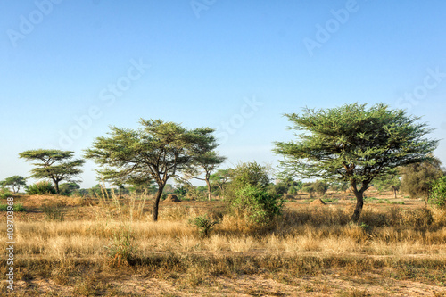 Деревья акации в африканской саванна в Сенегале, Африка