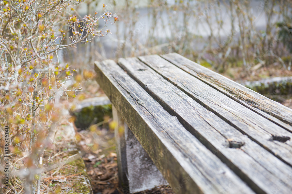 Fototapeta premium wooden bench in the garden