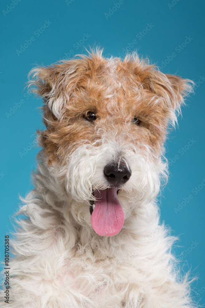 uncut dog breed Fox Terrier on a blue background