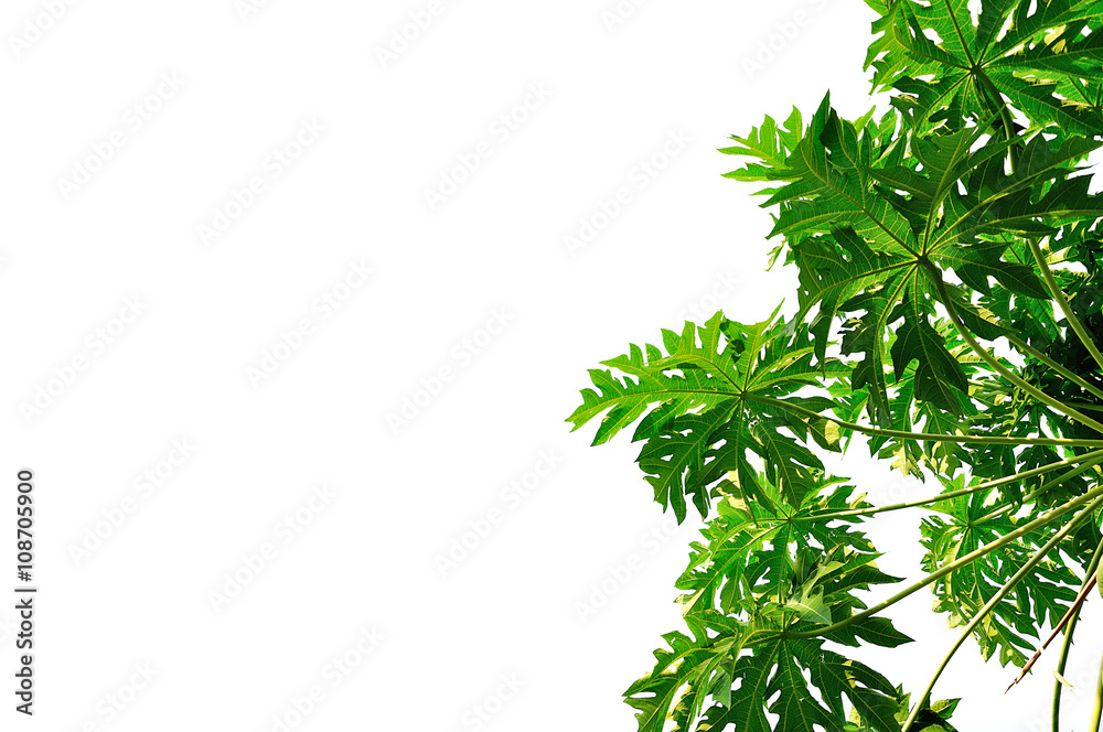 leaves close up on background