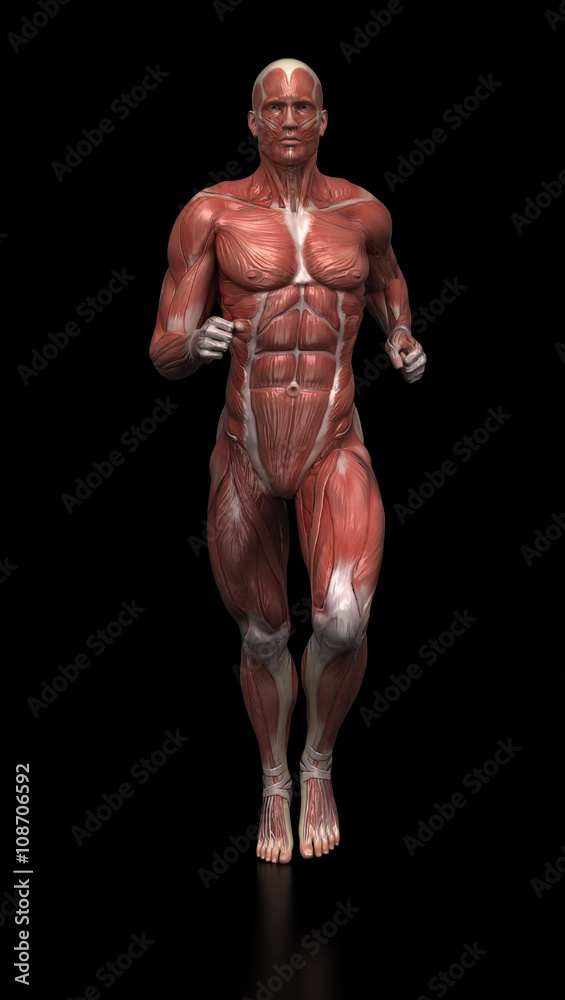 Running man - muscle anatomy Running man - muscle anatomy