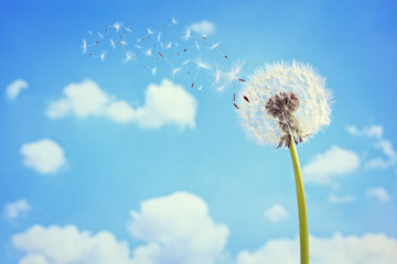 Fotobehang Paardenbloem Paardenbloem verstrooit zaden in lucht  © Brian Jackson