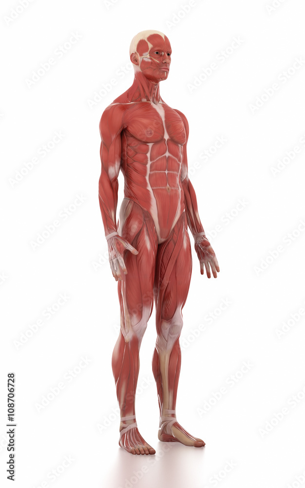 Anatomy muscle map white isolated - anatomy position Anatomy muscle map white isolated - anatomy position