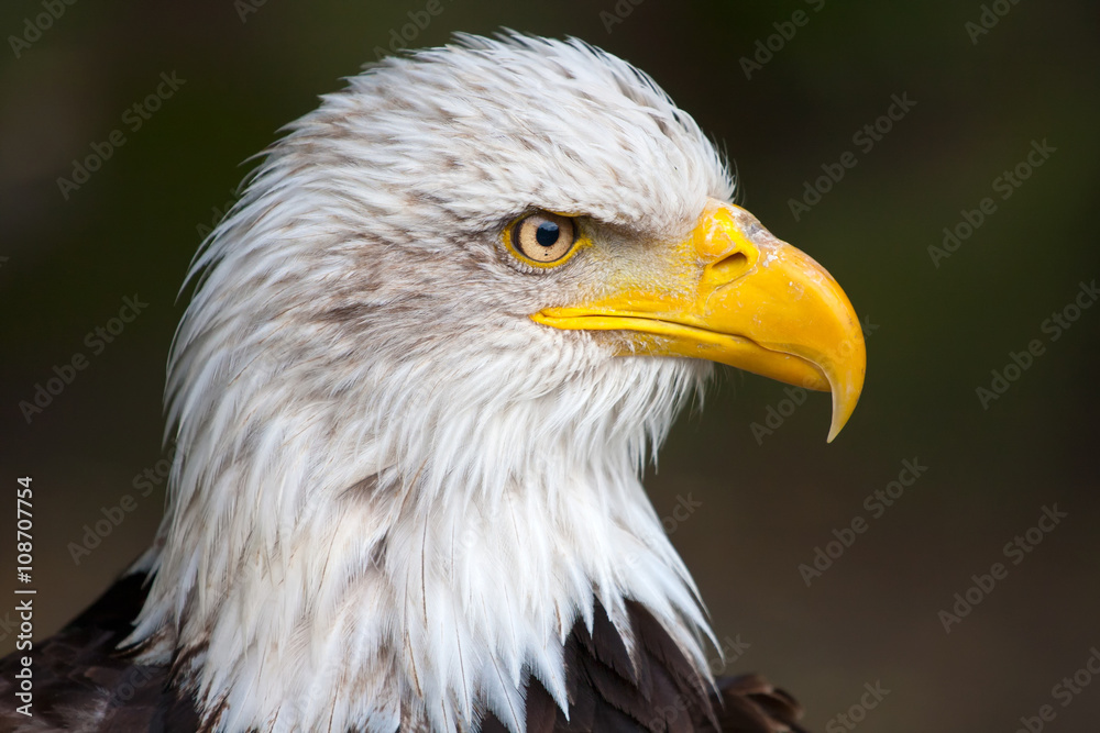 Closeup of haliaeetus leucocephalus - bald eagle Closeup of haliaeetus leucocephalus - bald eagle
