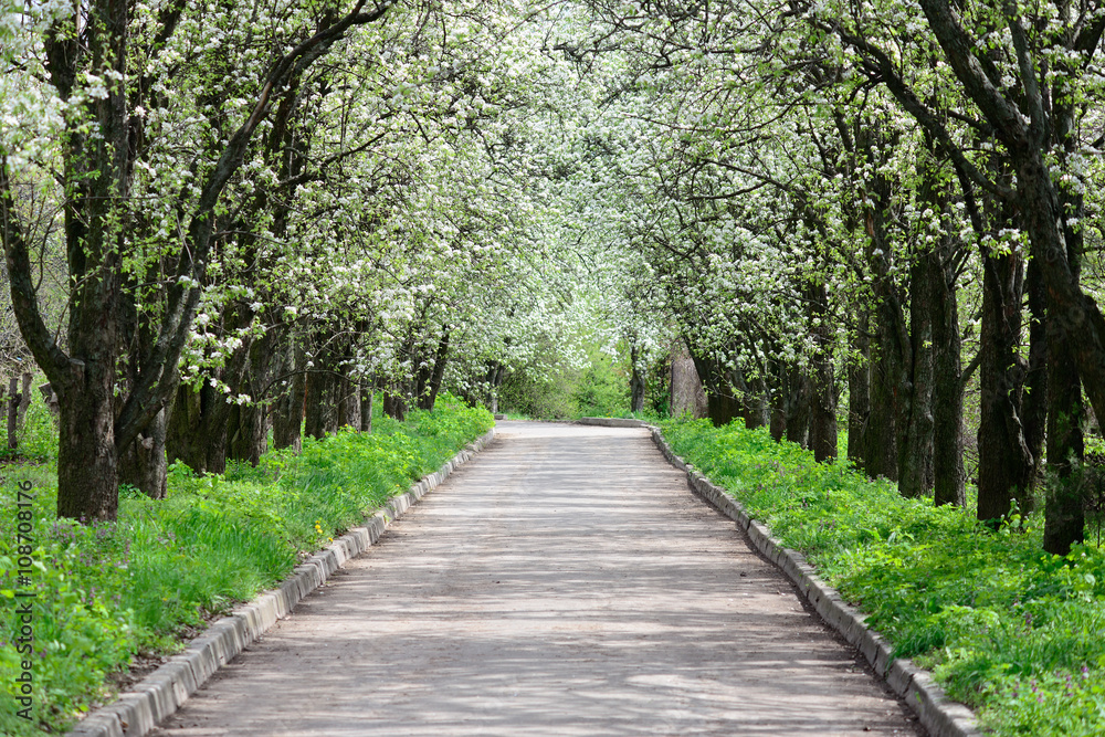 way through the apple orchard