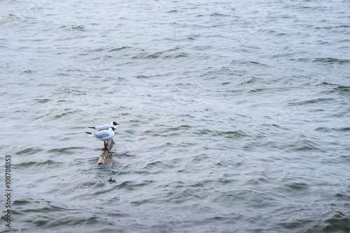 Two black headed gull standing on stones in the water and reflec