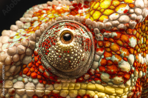 Close up of the eye of a Panther Chameleon (Furcifer pardalis)