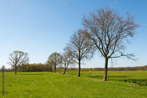 Rural landscape with just budding trees in a row