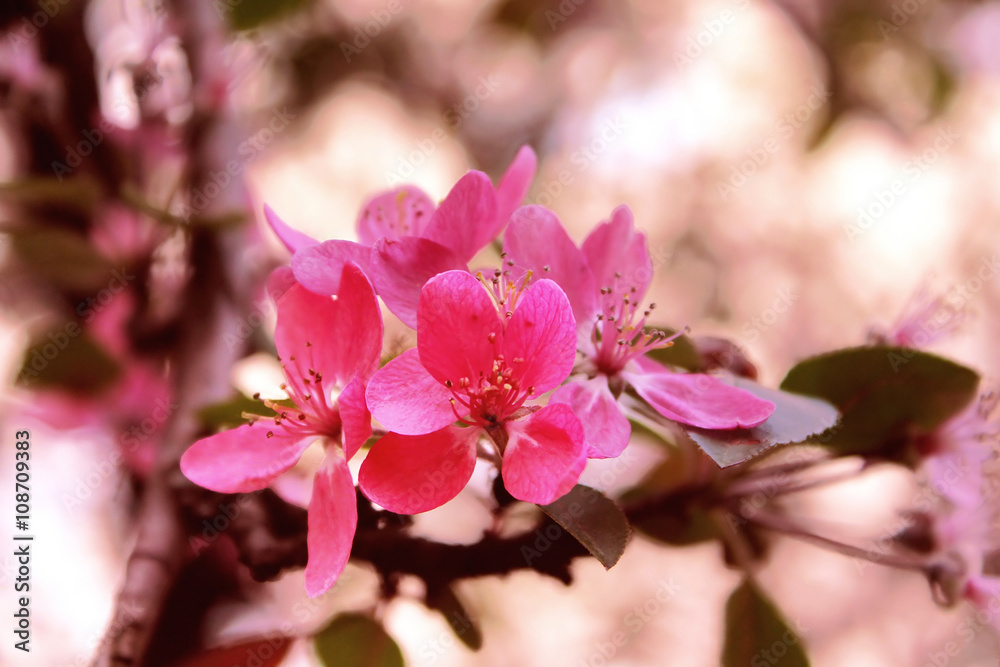 Malus, crab apple tree blossom Malus, crab apple tree blossom