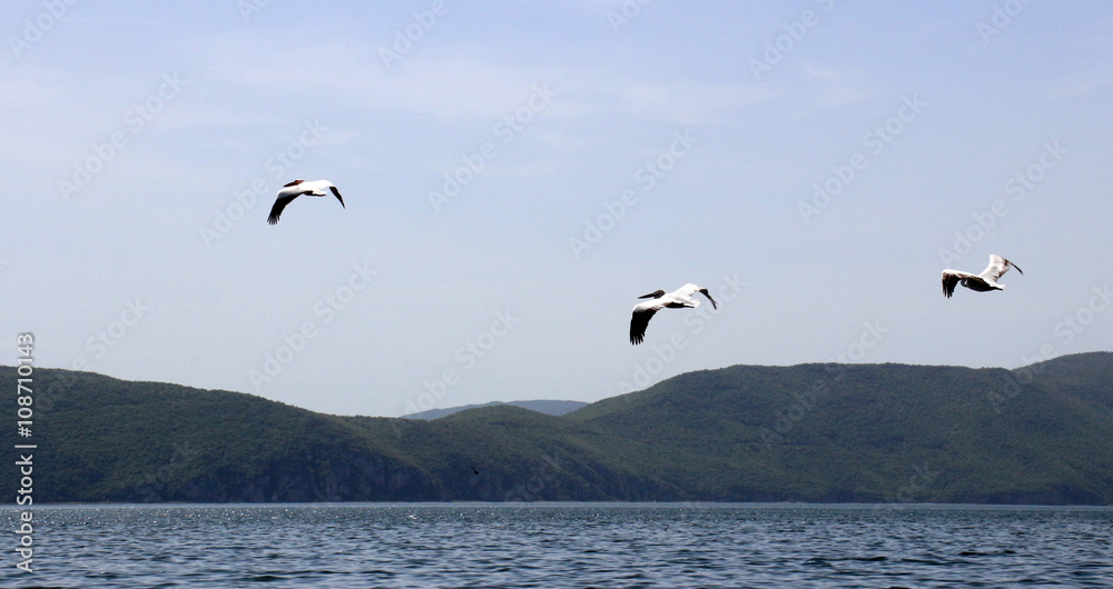 flying pelicans in a lake prespa, macedonia