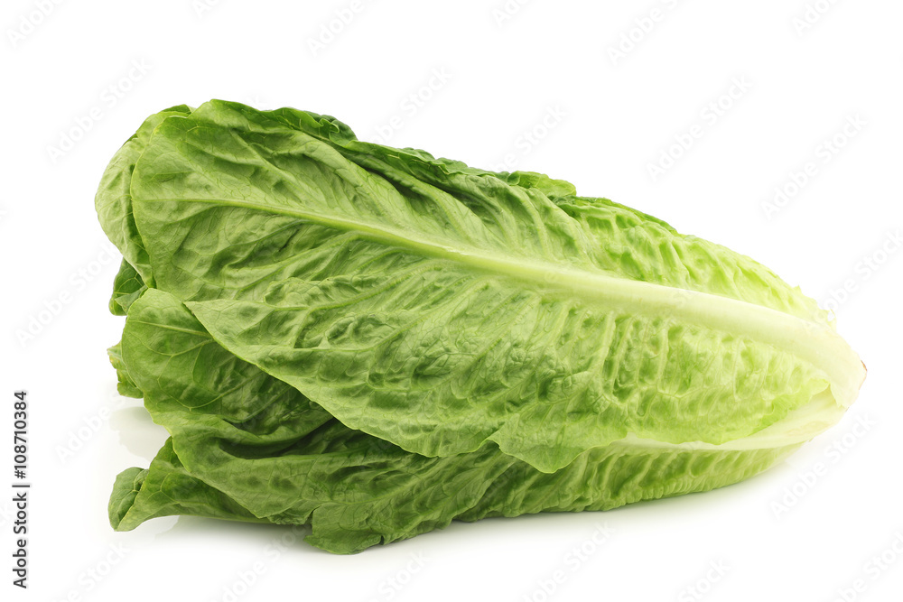 fresh roman lettuce on a white background fresh roman lettuce on a white background