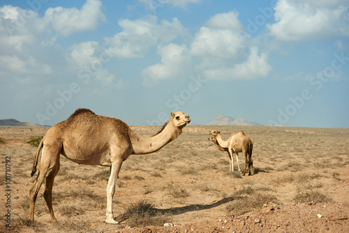 Camel in a group of 3 walking in the desert