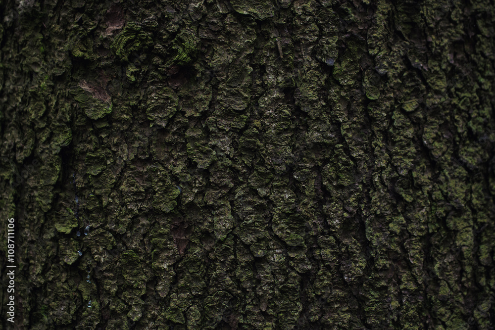 The texture of mossy oak bark The texture of mossy oak bark