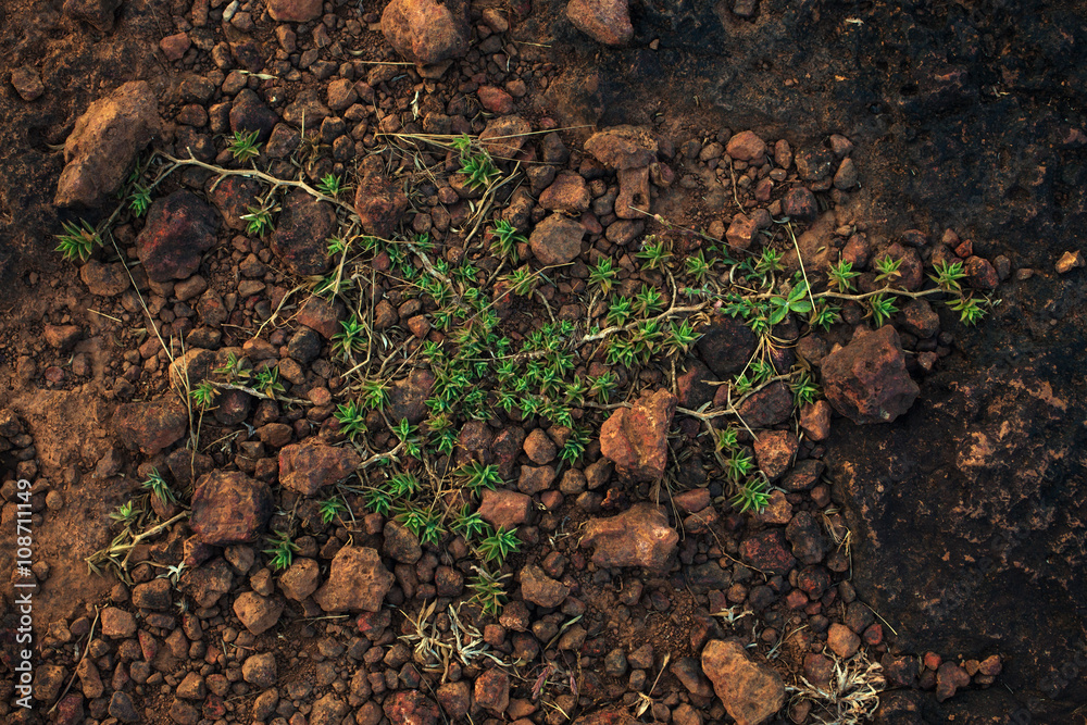Fototapeta premium Green grass growing on gray ground