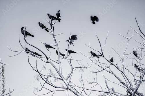 Black Crow on bare branches