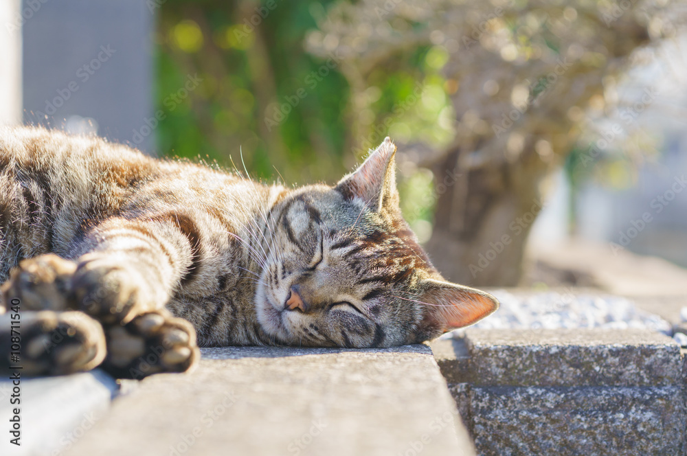 Obraz premium 猫