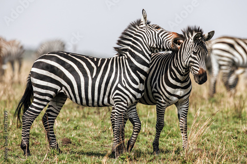 Two Zebras create perfect symmetry and harmony while playing  heads together.
