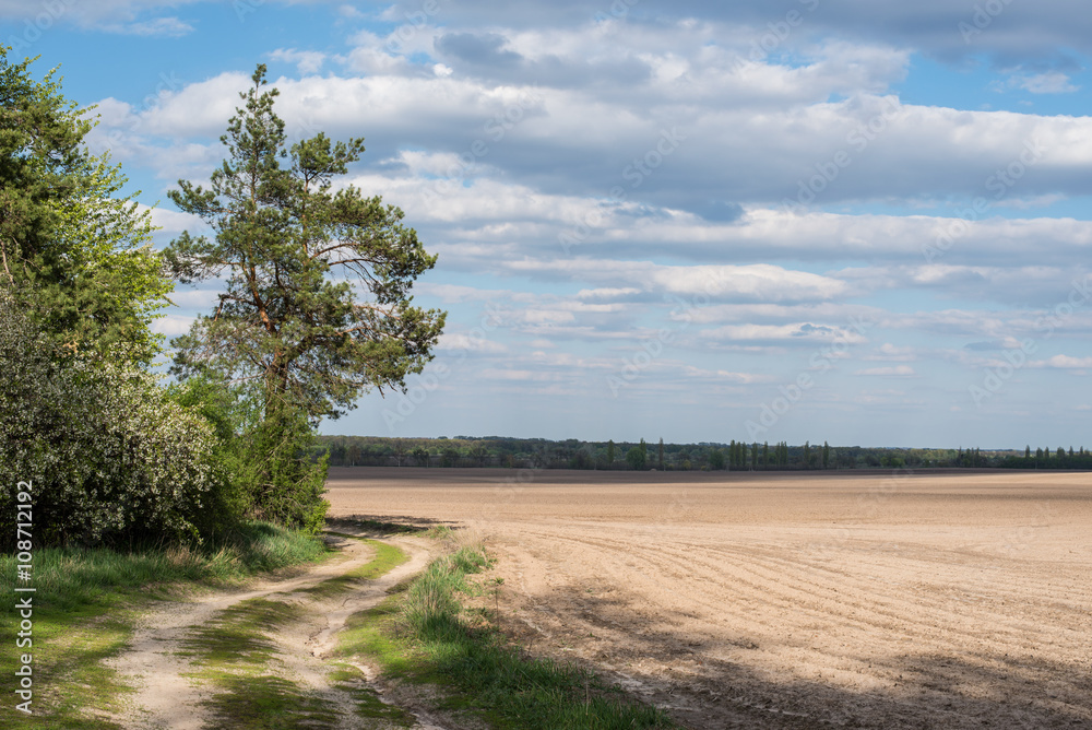 Road next to a field sown