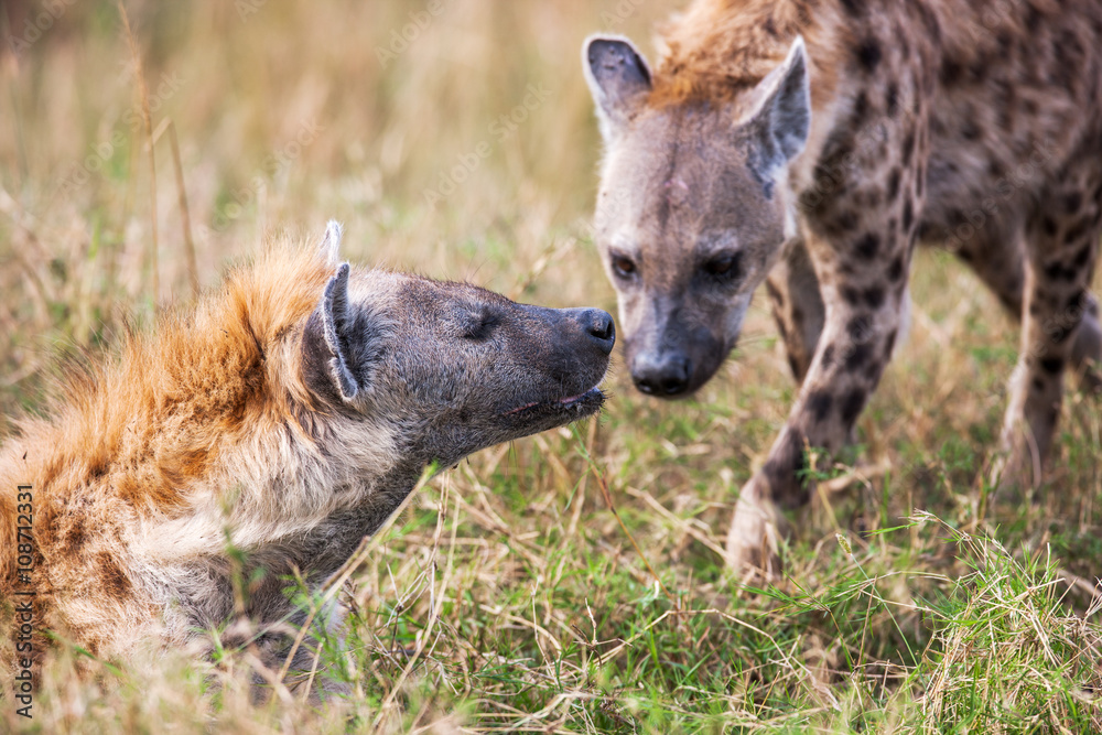 Portrait playing two hyenas (Crocuta crocuta), Portrait playing two hyenas (Crocuta crocuta),