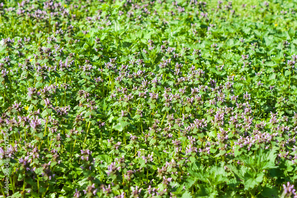 Lamium purpureum