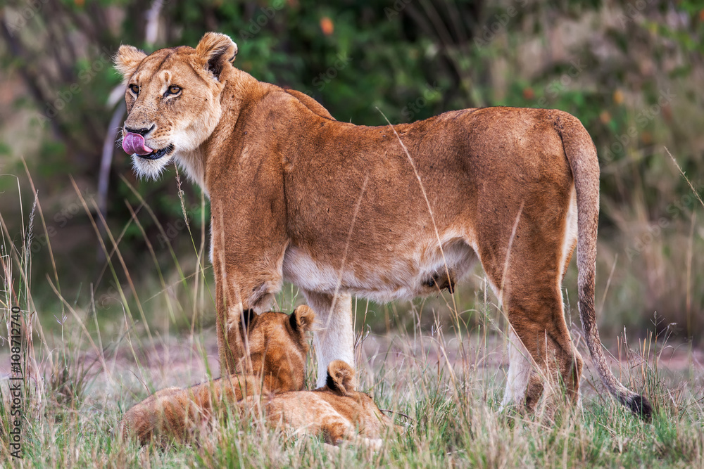 Lioness with young lion cubs (Panthera leo) in the grass, Africa Lioness with young lion cubs (Panthera leo) in the grass, Africa