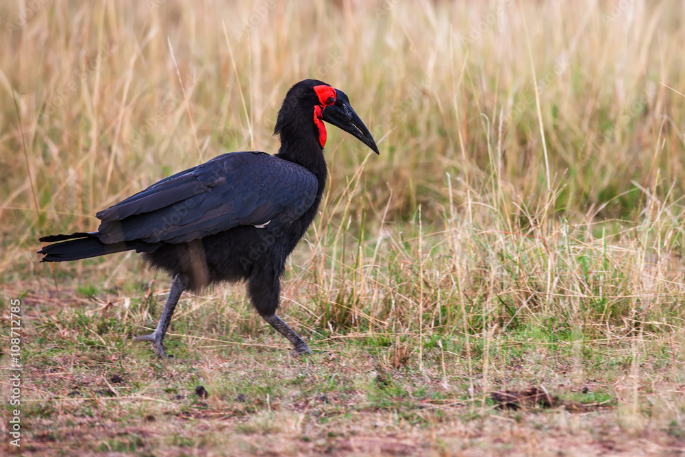 Obraz premium Southern Ground Hornbill (Bucorvus leadbeateri) in Africa