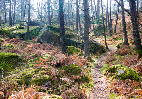 Waldweg photo