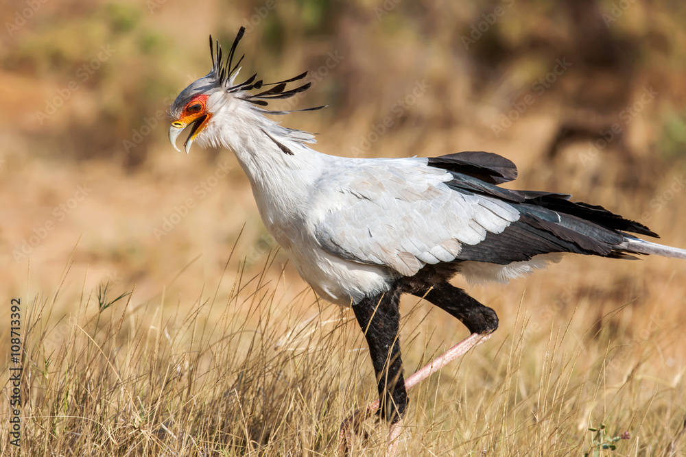 Fototapeta premium Secretary bird (Sagittarius Serpentarius) close up, Africa