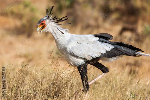 Secretary bird (Sagittarius Serpentarius) close up, Africa