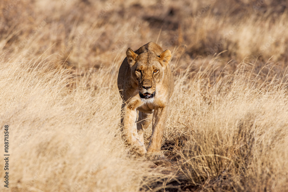 Obraz premium lioness approach, walking straight towards the camera
