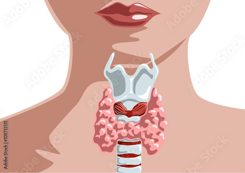 Thyroid gland at woman