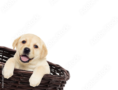 labrador looking puppy