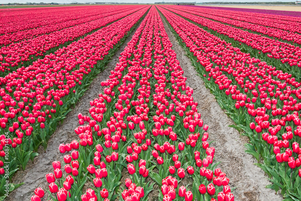 Tulips in springtime / A typical dutch springtime scene tulips growing in a field full of colour