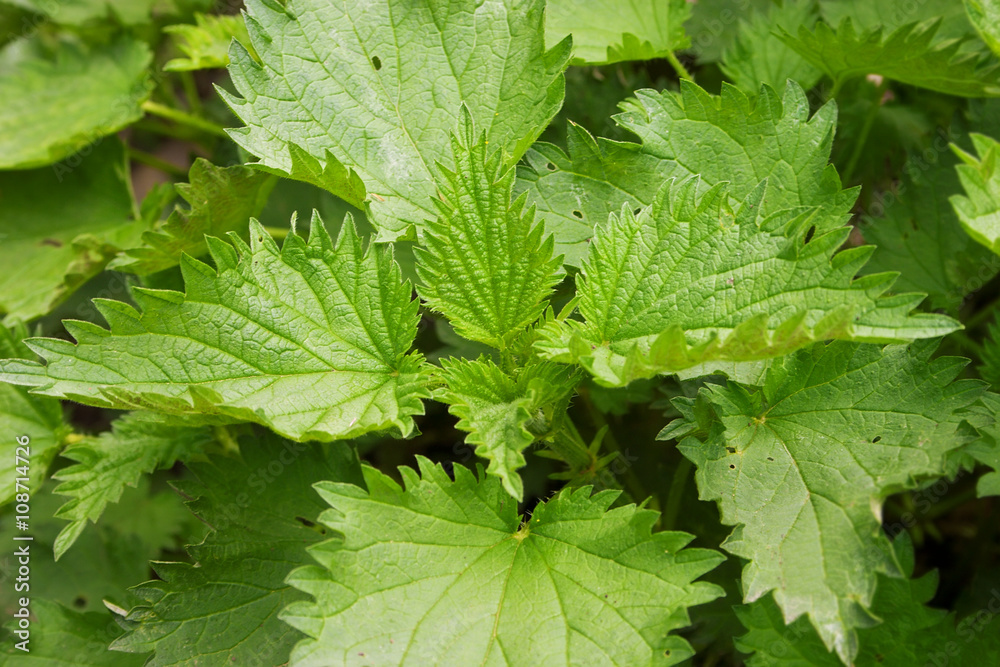 Young stinging nettle (urtica dioica) in garden. Healthy concept Young stinging nettle (urtica dioica) in garden. Healthy concept