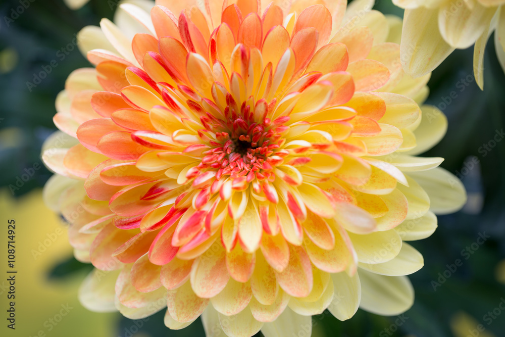 Dahlia flowers close up for yellow background.