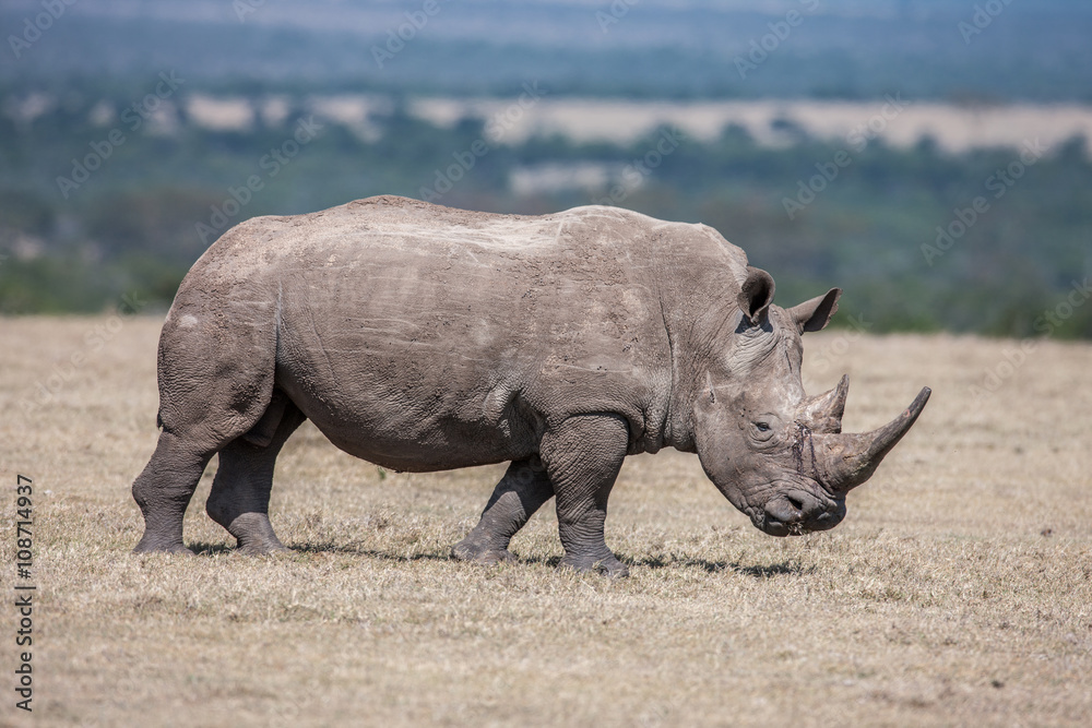 Obraz premium White rhinoceros grazing in the wild, Africa.