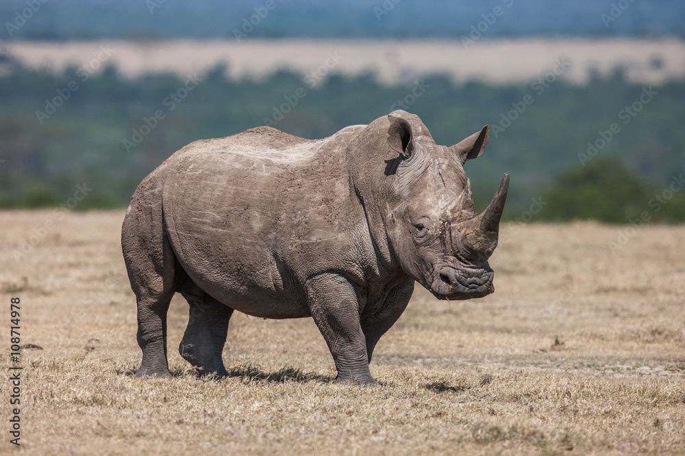 White rhinoceros grazing in the wild, Africa. - obrazy, fototapety, plakaty 