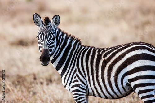 Close portrait of the zebra curiously looking at camera  Africa.