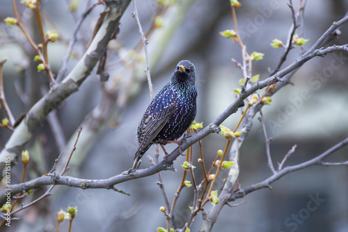 Common Starling