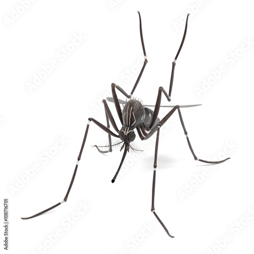 3d render of Aedes Aegypti