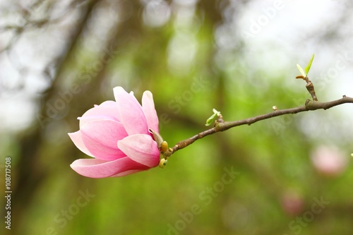 Pink magnolia flower on twig
