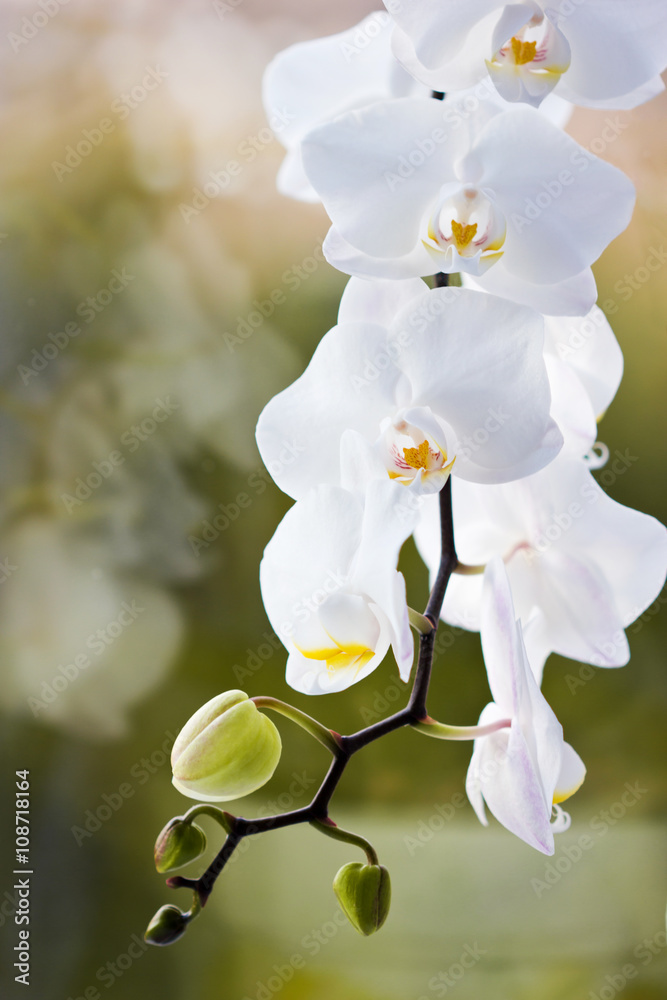 Obraz premium a beautiful branch of white Orchid on green background