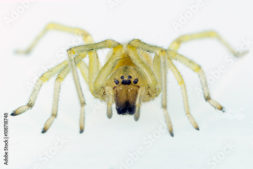 Yellow Spider on a white background