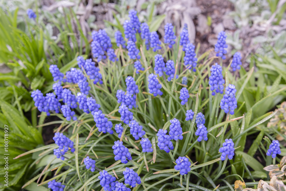 Fototapeta premium alpine blue flowers with green stem on a rock