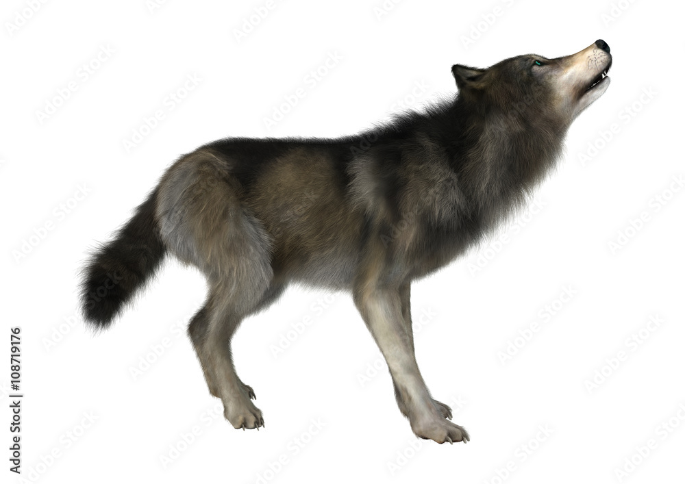 3D Illustration Wild Wolf on White 3D Illustration Wild Wolf on White