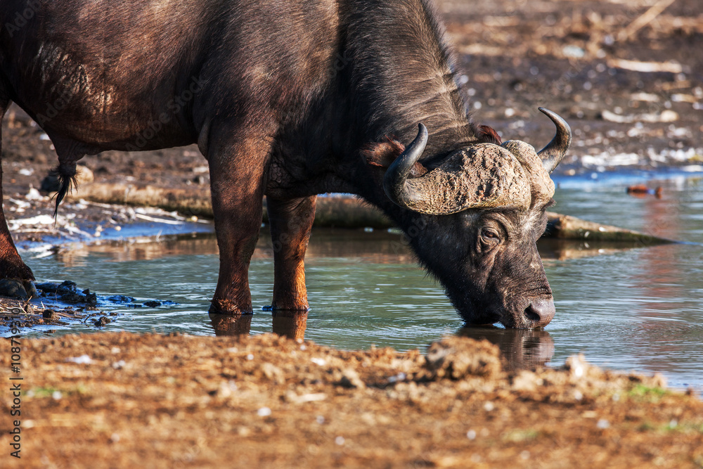 Photographic image of water buffalo grazing near a pond in Africa Photographic image of water buffalo grazing near a pond in Africa