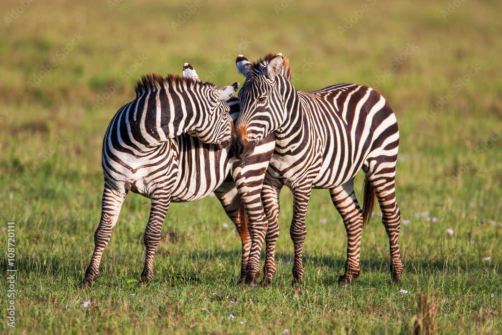 Fototapeta premium Two Zebras create perfect symmetry and harmony while playing, heads together. 