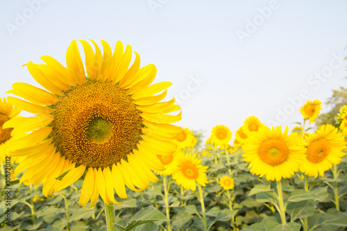 Sunflower field © bankrx